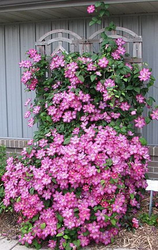 conception de parterre de fleurs