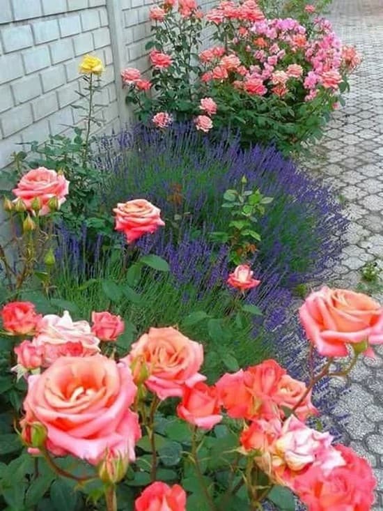 décoration de parterre de fleurs devant la maison