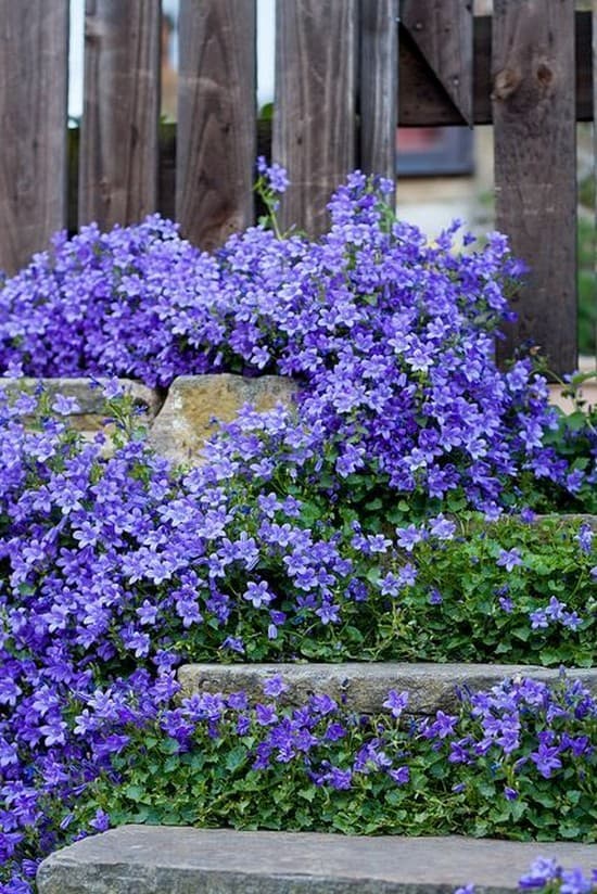 décoration de parterre de fleurs devant la maison