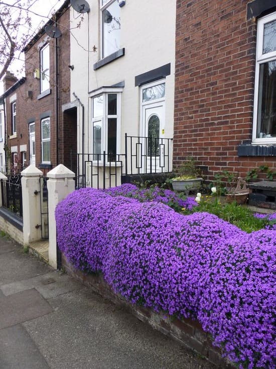 décoration de parterre de fleurs devant la maison