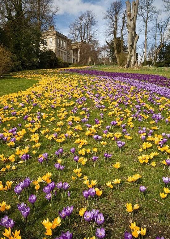 décoration de parterre de fleurs devant la maison