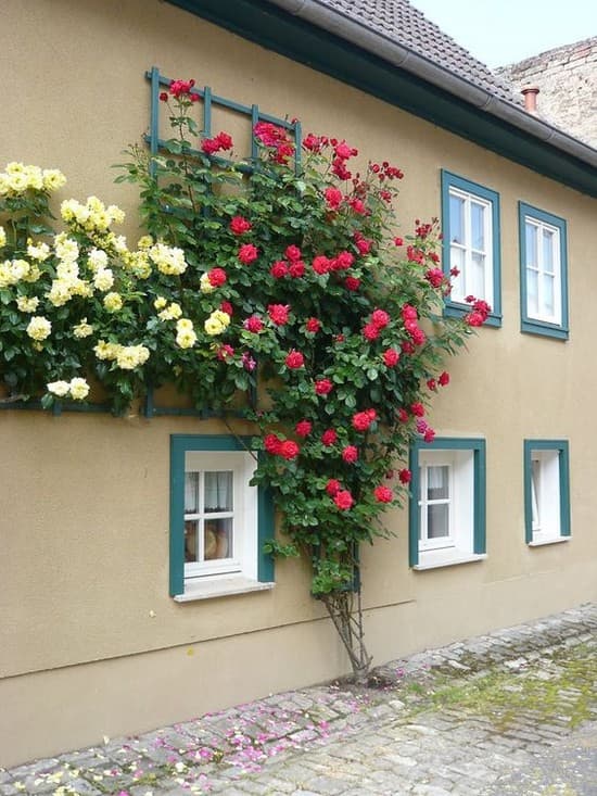 décoration de parterre de fleurs devant la maison