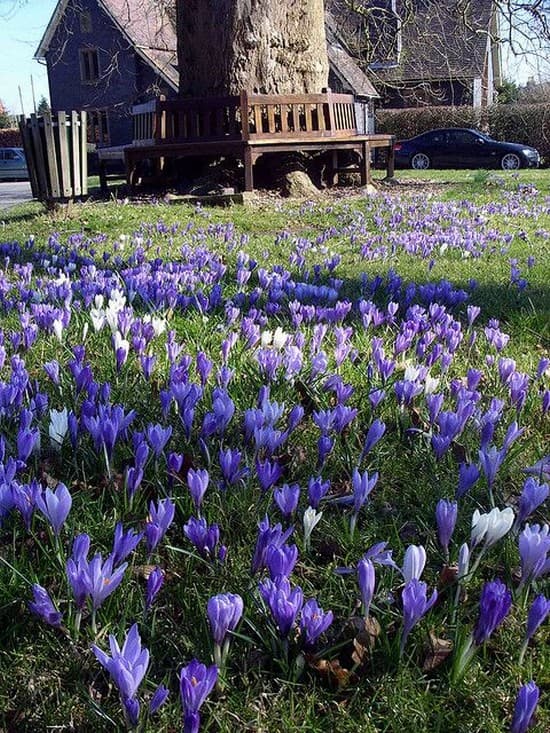 décoration de parterre de fleurs devant la maison