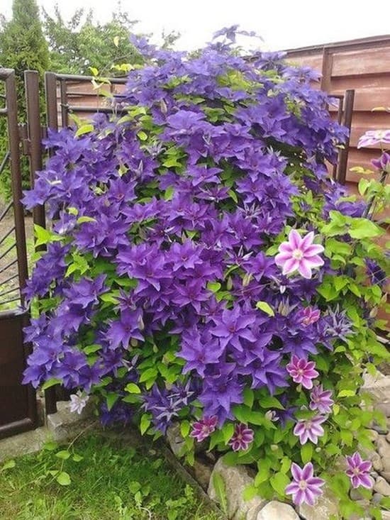 décoration de parterre de fleurs devant la maison