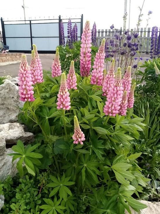 décoration de parterre de fleurs devant la maison