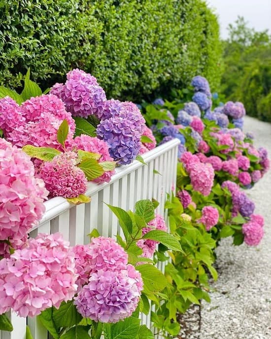 décoration de parterre de fleurs devant la maison