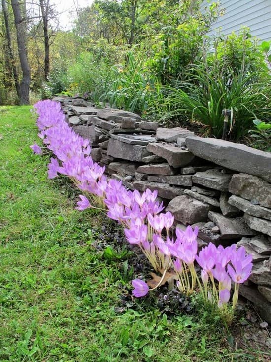 décoration de parterre de fleurs devant la maison