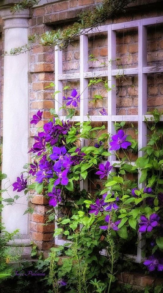 soutien pour l'achat de fleurs
