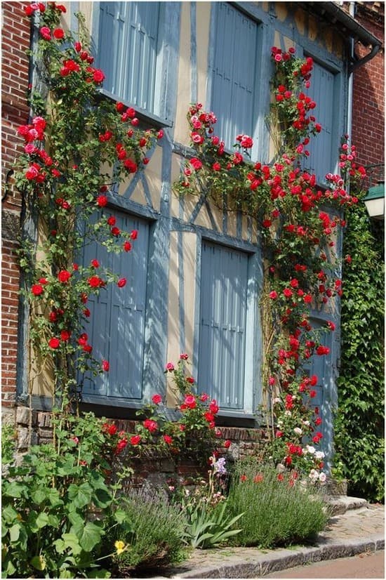 soutien pour l'achat de fleurs