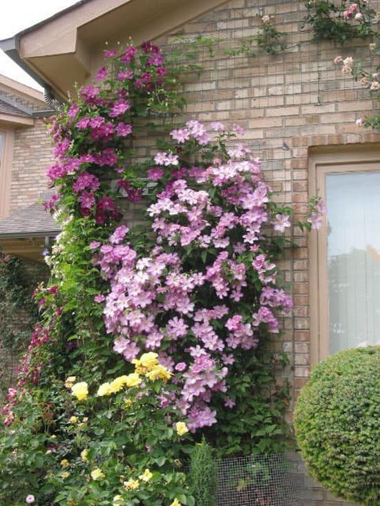 soutien pour l'achat de fleurs