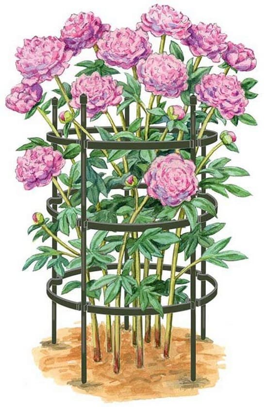 supports en fer forgé pour roses