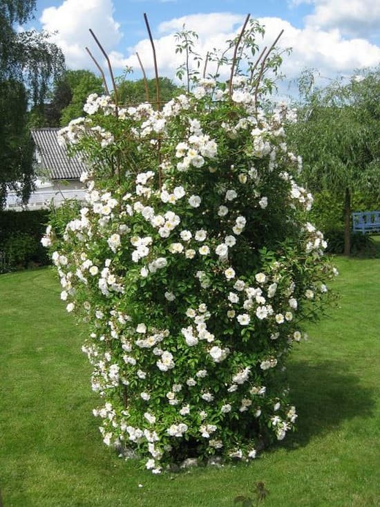 accessoires de plantes