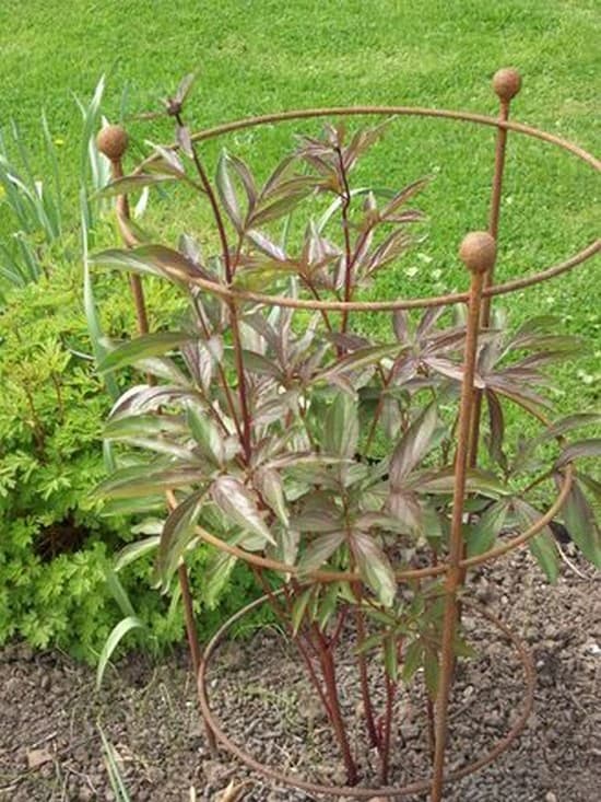 accessoires de plantes