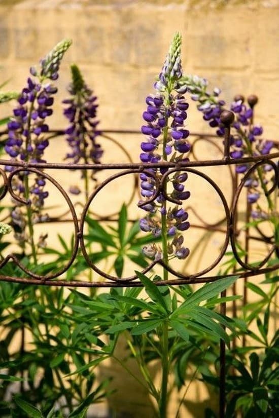 support pour plantes grimpantes