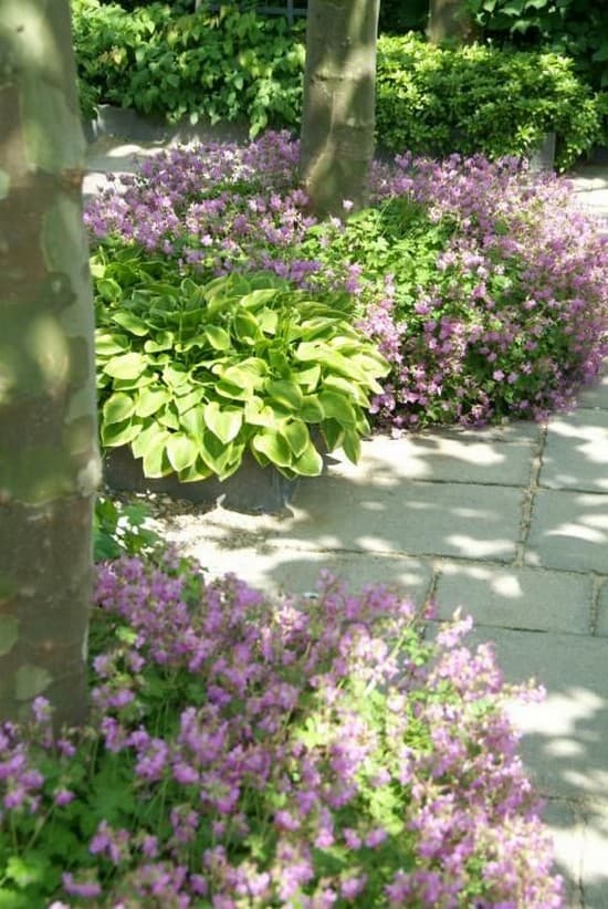 beaux parterres de fleurs