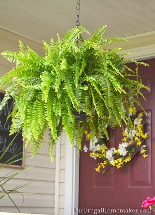 fougère dans le parterre de fleurs