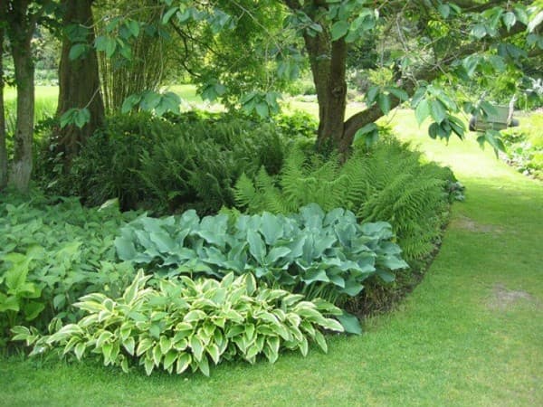fougère dans le parterre de fleurs