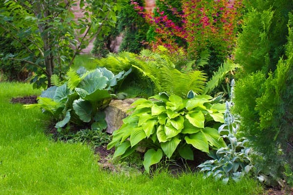 fougère dans le parterre de fleurs