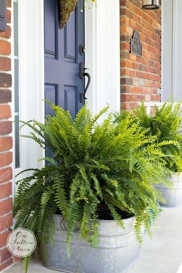 fougère dans le parterre de fleurs
