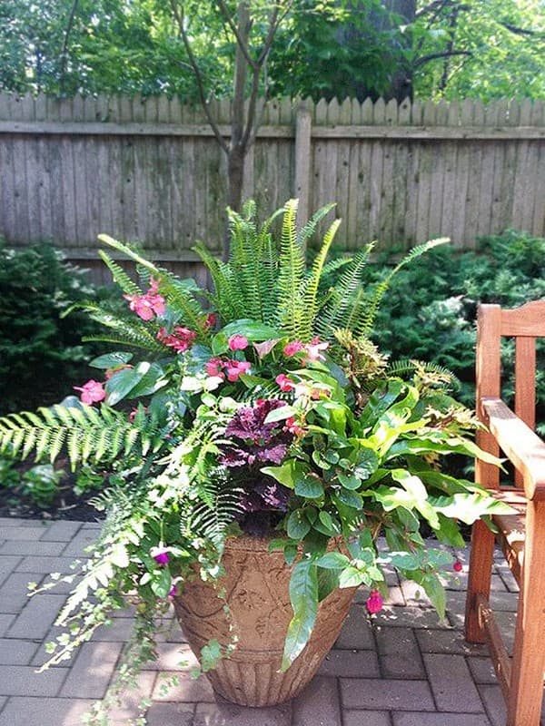 fougère dans le parterre de fleurs
