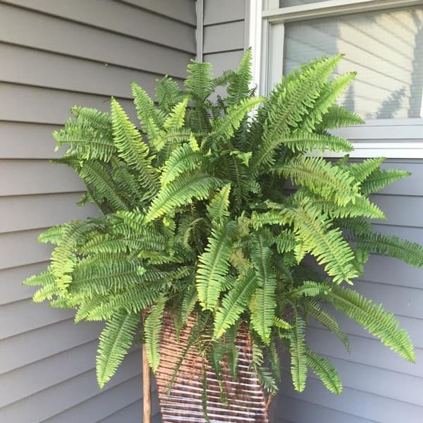 fougère dans le parterre de fleurs