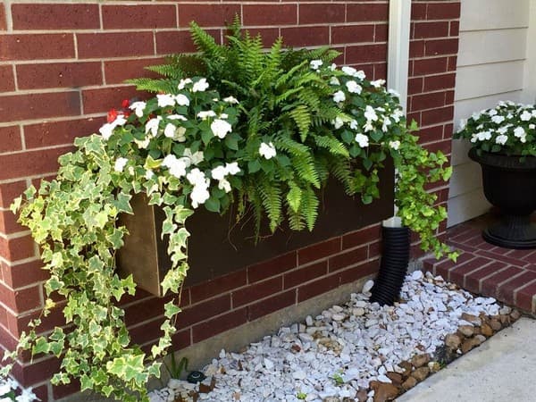 fougère pour jardin