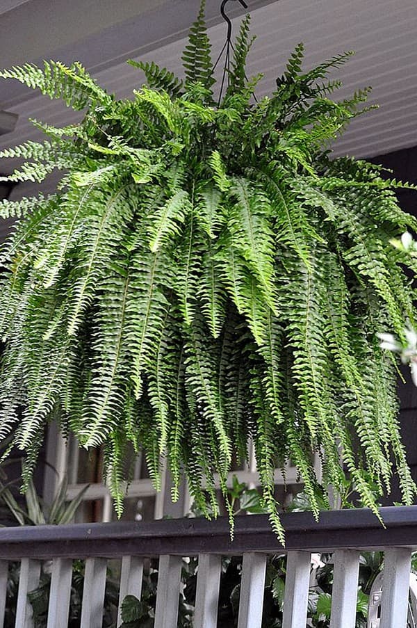 fougère pour jardin