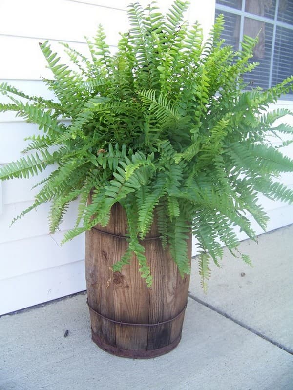 fougère de jardin
