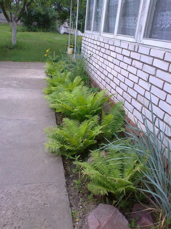 fougère pour jardin