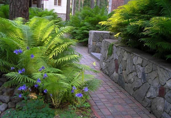fougère pour jardin