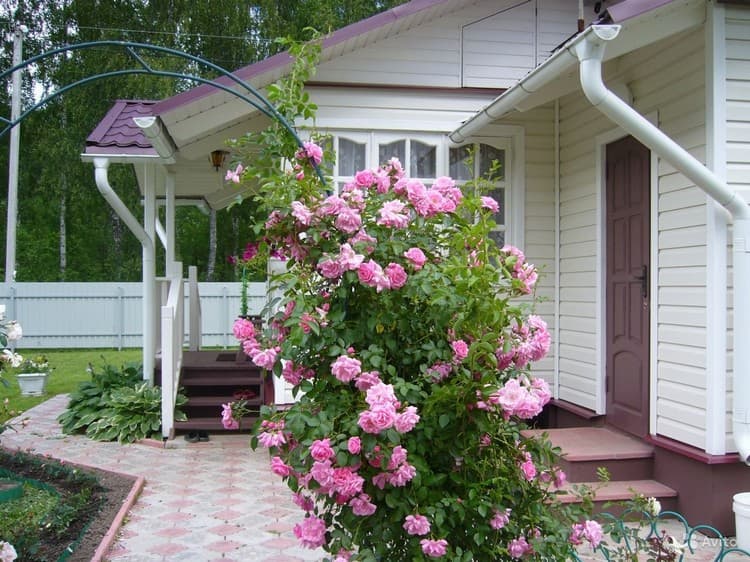 conception de parterre de fleurs