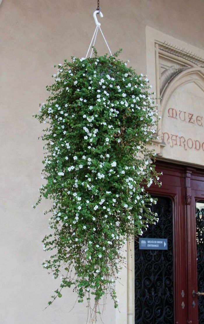 conception de cour de maison privée