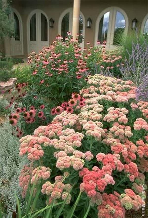 parterres de fleurs de conception de paysage