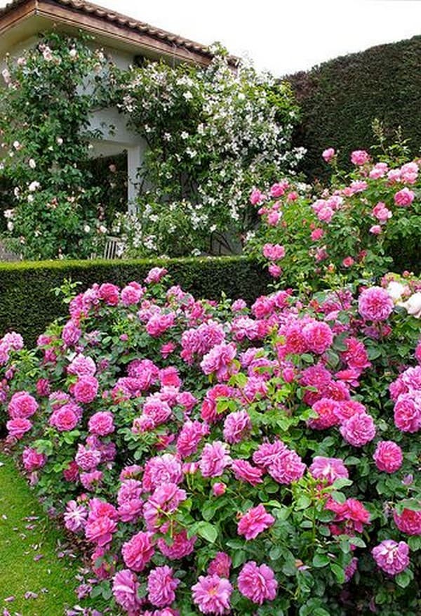 parterres de fleurs de conception de paysage