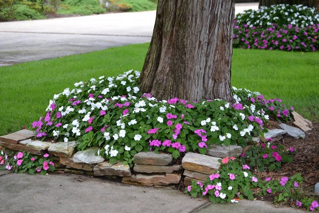 parterres de fleurs simples à la campagne