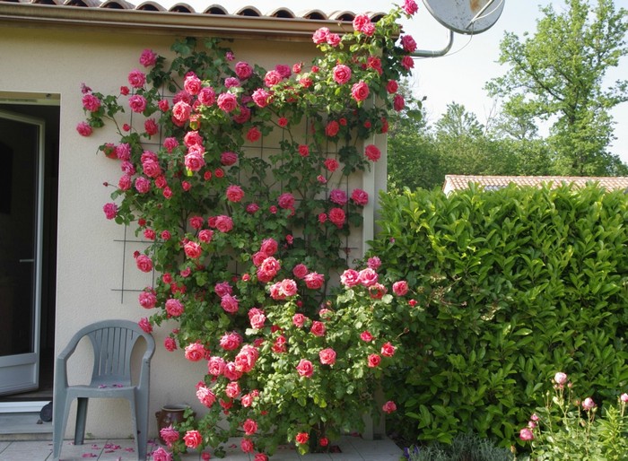 belles roses