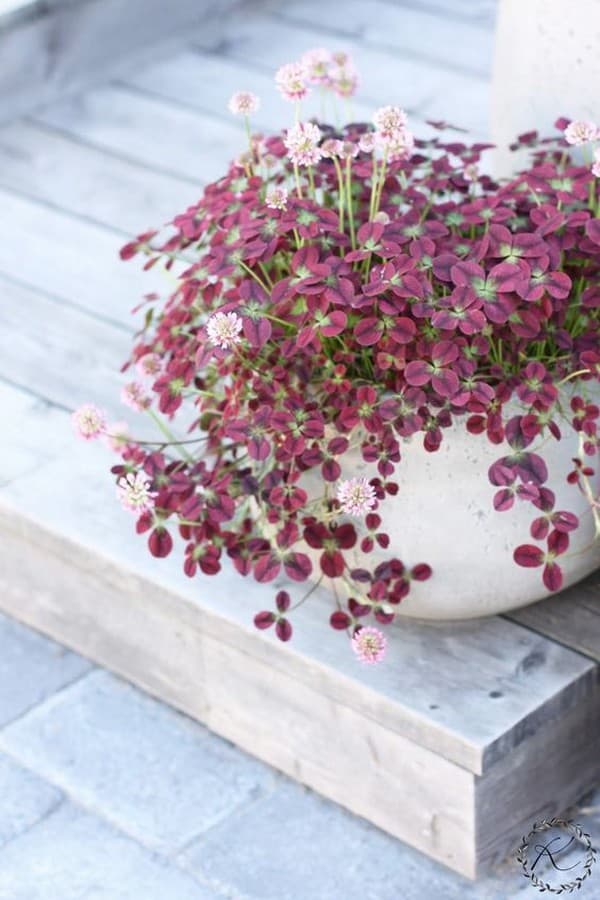 parterres de fleurs originaux