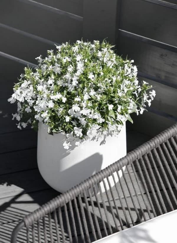 parterres de fleurs originaux