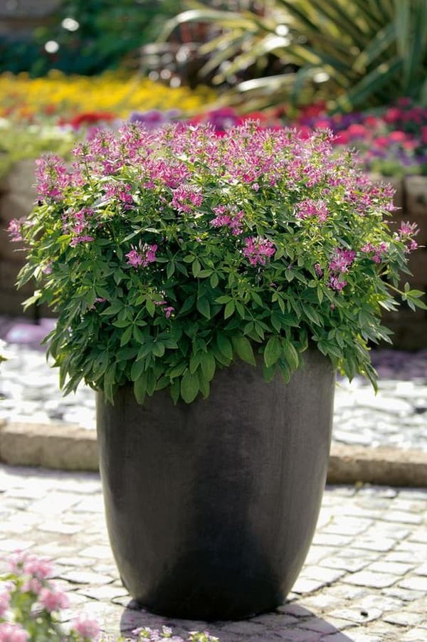 parterres de fleurs originaux