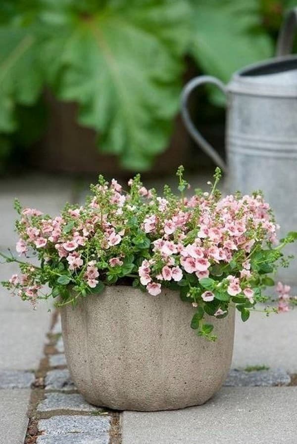 parterres de fleurs originaux