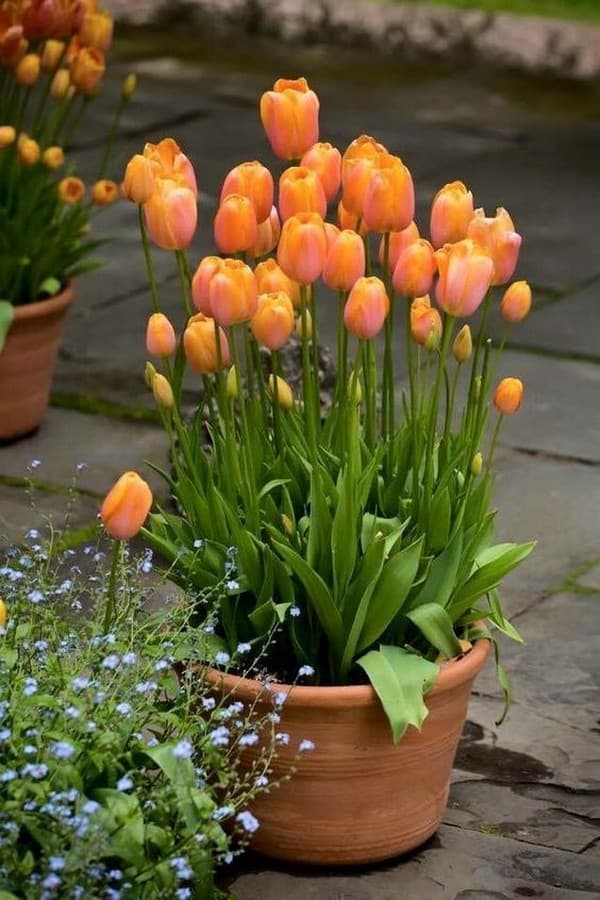 parterres de fleurs originaux