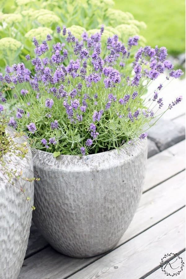 parterres de fleurs originaux