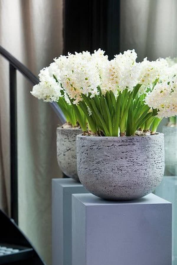 parterres de fleurs originaux