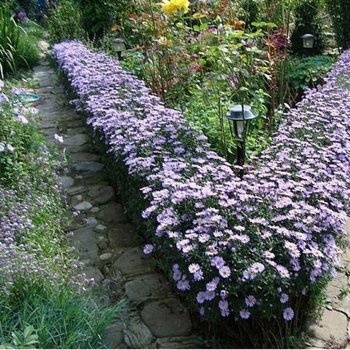décoration de parterre de fleurs