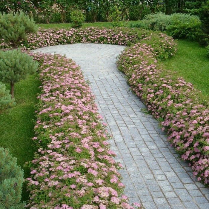 décoration de parterre de fleurs