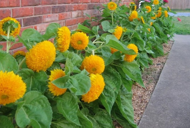 conception de parterre de fleurs