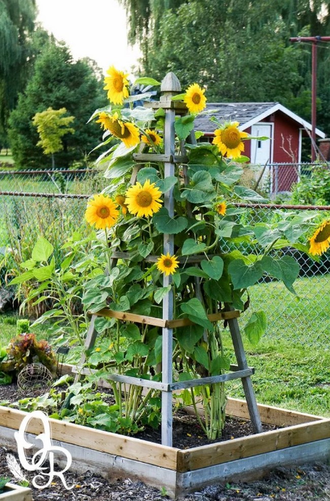 conception de parterre de fleurs