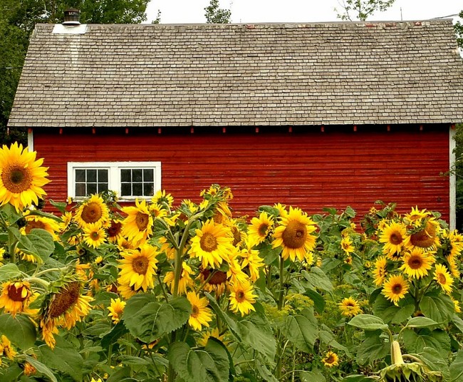conception de parterre de fleurs