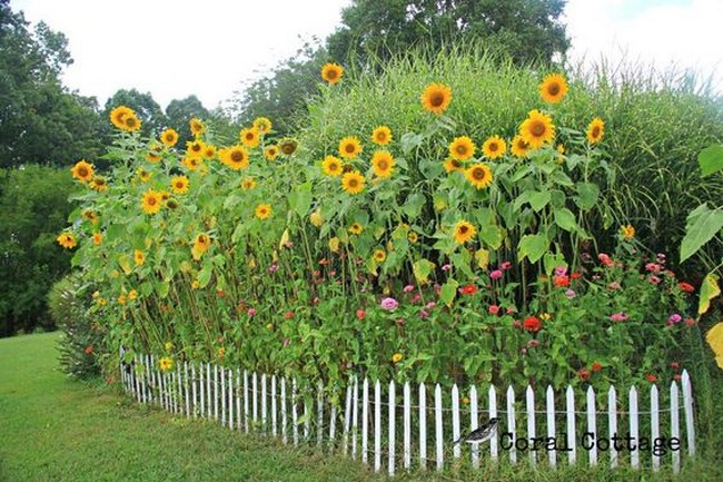 conception de parterre de fleurs