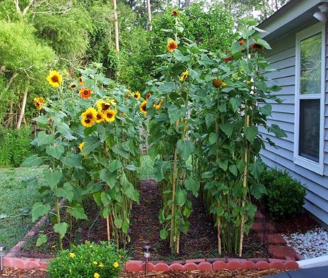 parterres de fleurs de conception de paysage